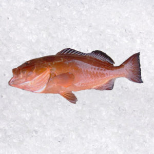 Cherna Roja (Epinephelus acanthistius)