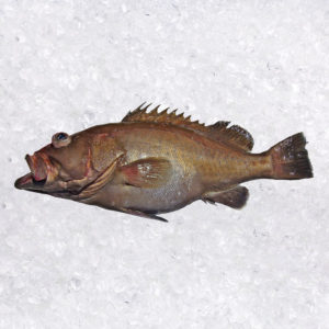 Cherna Negra (Epinephelus analogus)