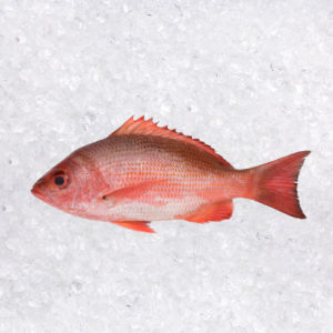 Pargo Jilguero (Lutjanus Aratus)