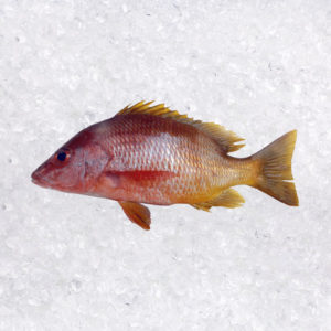 Pargo Amarillo (Lutjanus Argentiventris)