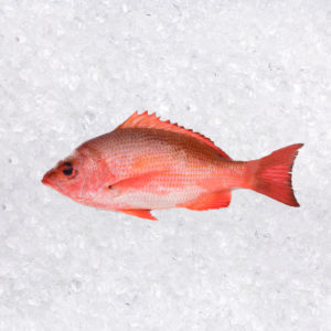 Pargo Achote (Lutjanus Colorado)