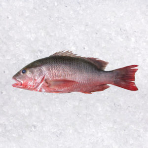 Pargo Dienton (Lutjanus Novemfasciatus)