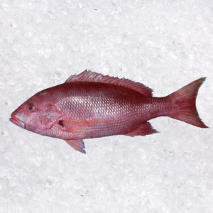 Pargo (Sedalutjanus Perú)