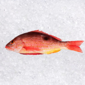 Pargo Mancha (Lutjanus guttatus)