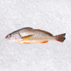 CORVINA LONA (Micropoganias Altipinnis)