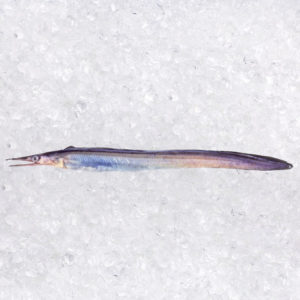 Safiro (Cynoponticus coniceps)