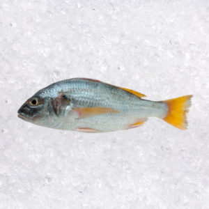 Pargo Blanco (Pomadasys Panamensis)