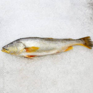 Corvina (Cynoscion Praedatorius)